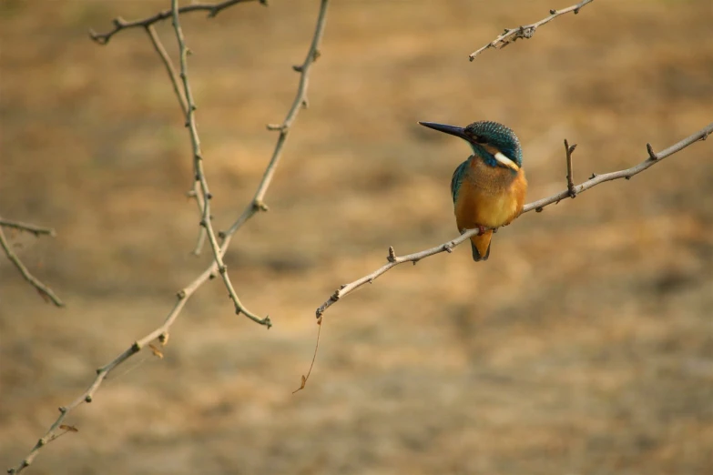a small bird sitting on top of a tree branch, a picture, pexels, hurufiyya, prussian blue and raw sienna, lagoon, india, teal and orange colours