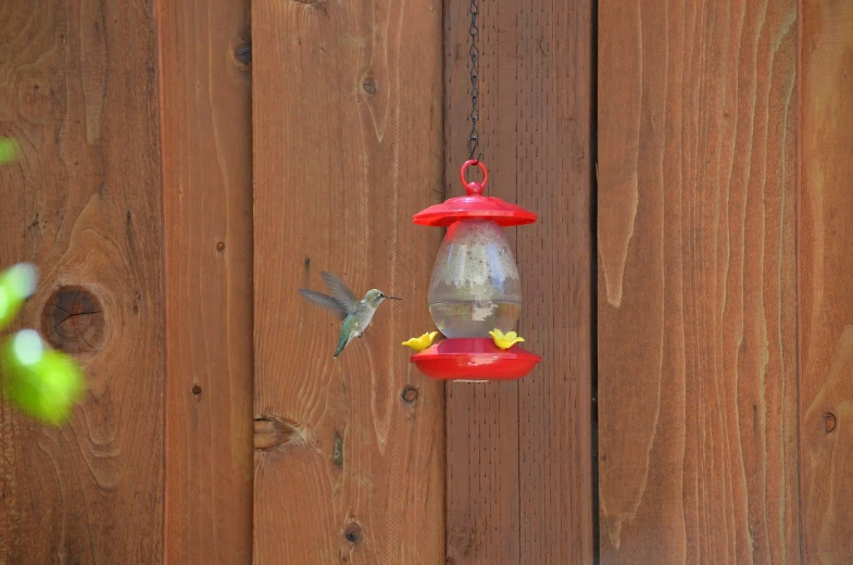 a red bird feeder hanging from a wooden fence, a photo, by Linda Sutton, arabesque, bee hummingbird, hologram hovering around her, hung above the door, stock photo
