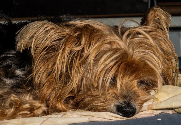 a dog that is laying down on a blanket, a portrait, inspired by Walter Sickert, pixabay, photorealism, yorkshire terrier, hdr detail, tired expression, f/5.6