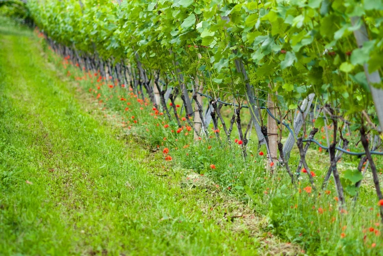 a row of vines with red flowers in the foreground, figuration libre, subtle depth of field, lush green, david palladini, fences