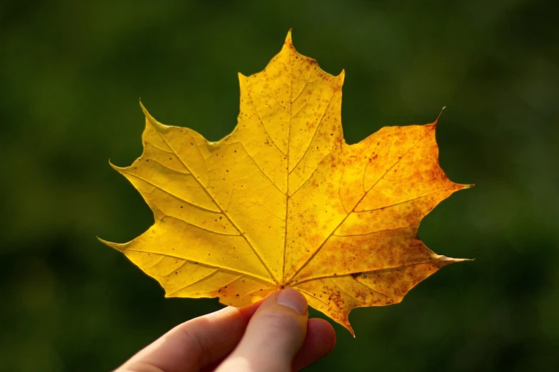 a person holding a yellow leaf in their hand, a picture, by Anna Haifisch, pixabay, hurufiyya, maple syrup highlights, beautiful texture, today\'s featured photograph 4k, vladimir krisetskiy