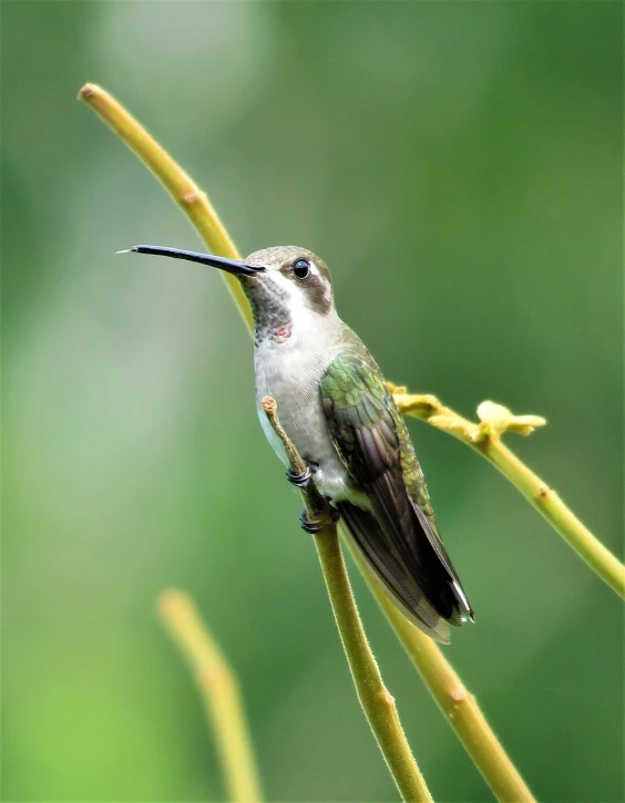 a small bird sitting on top of a tree branch, a portrait, by Roy Newell, flickr, arabesque, hummingbirds, in marijuanas gardens, portrait of tall, pepper