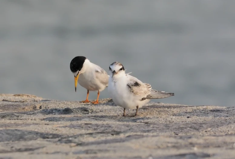 a couple of birds standing on top of a sandy beach, a portrait, mingei, white with black spots, with a yellow beak, eating, ray