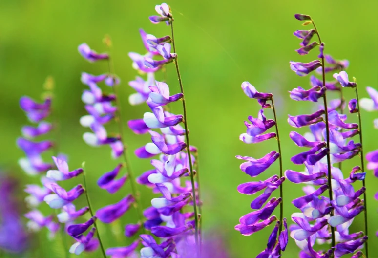 a bunch of purple and white flowers in a field, a macro photograph, shutterstock, romanticism, vertical wallpaper, bells, on a bright day, meadow in the forest