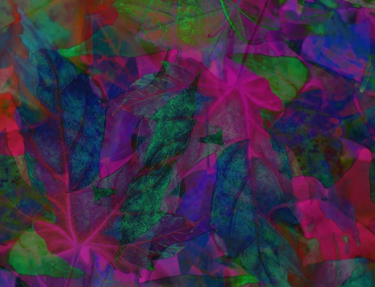 a close up of a bunch of leaves, a digital painting, inspired by Charles Ricketts, lyrical abstraction, magenta lighting. fantasy, transparent backround, canadian maple leaves, full of colour 8-w 1024
