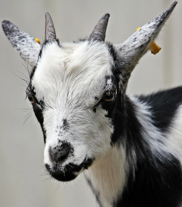 a close up of a goat with horns, pixabay, bauhaus, andy milonakis as a goat, very very small goat, but very good looking”, porcelain skin ”