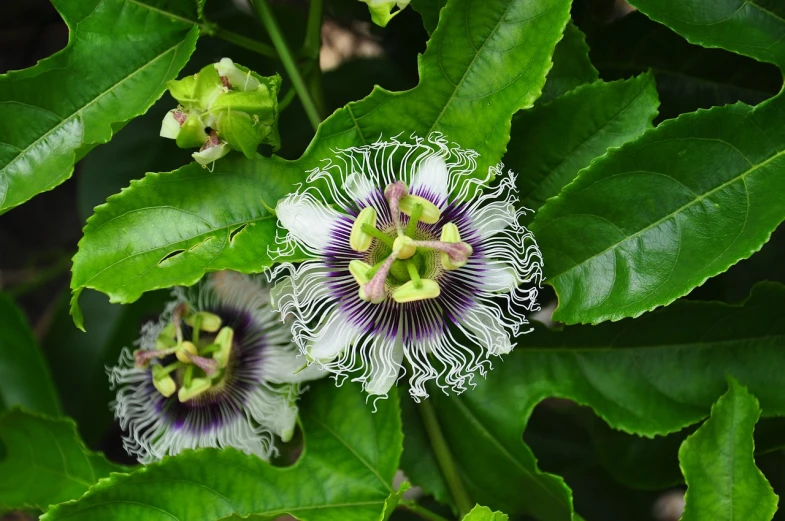 a close up of a flower on a plant, hurufiyya, passion fruits, with black vines, intricate flower designs, from wikipedia