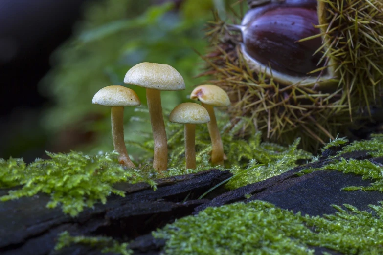 a group of mushrooms sitting on top of a tree stump, a macro photograph, by Robert Brackman, snap traps of dionaea muscipula, in the autumn forest, just after rain, roofed forest