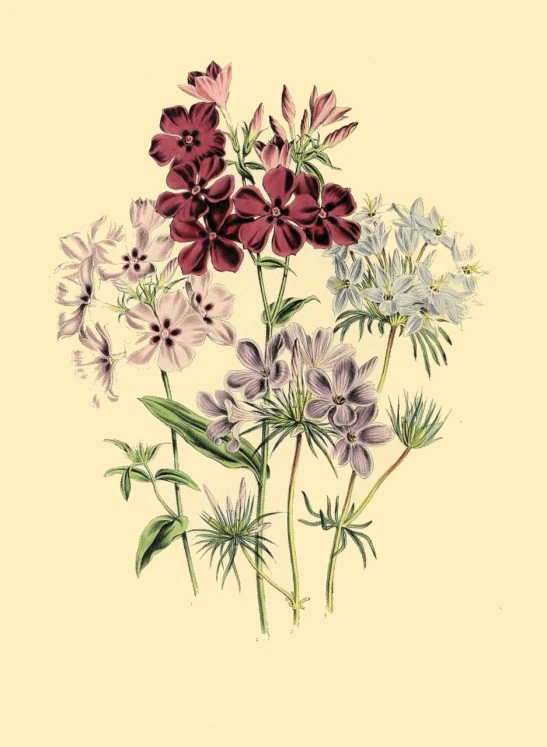 a bunch of flowers that are next to each other, an illustration of, by Anton Möller, romanticism, valerian, listing image, vintage glow, medicine