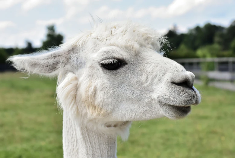 a white llama standing on top of a lush green field, shutterstock, romanticism, headshot of young female furry, high res photo