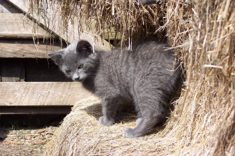 a gray kitten standing on top of a pile of hay, a photo, flickr, foto, shaded, blue gray, 1 female