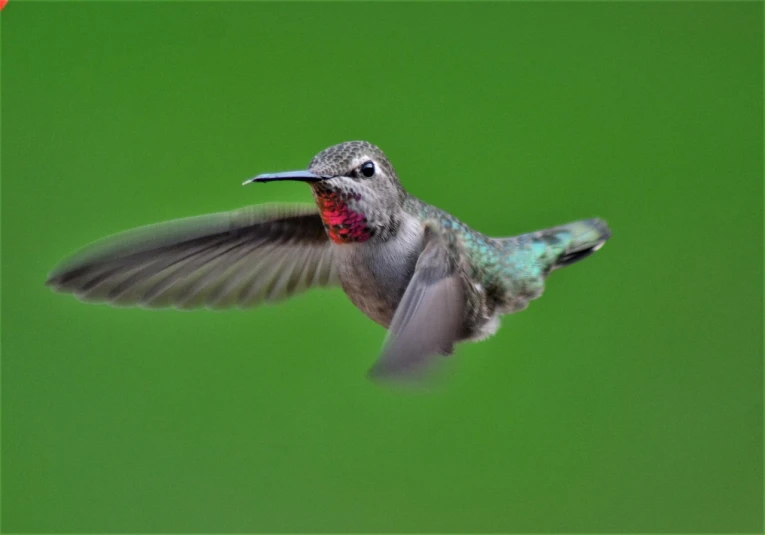 a bird that is flying in the air, by David Budd, pixabay contest winner, hummingbird, zoomed out shot, sam weber, minn