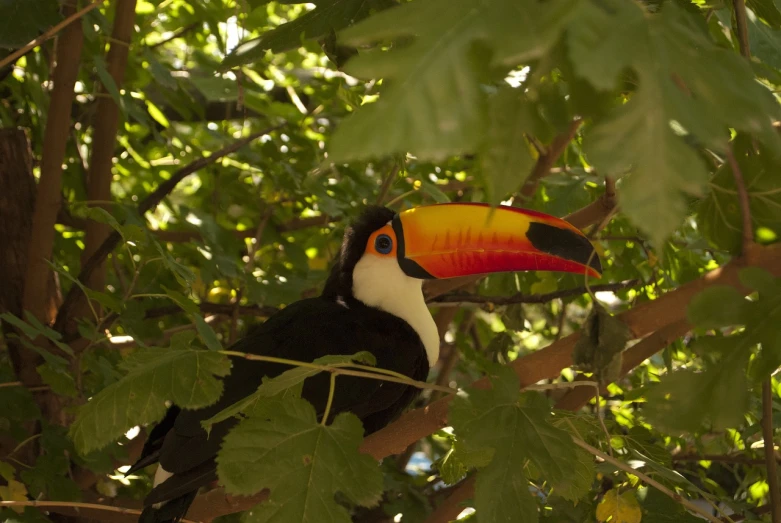 a close up of a bird on a tree branch, figuration libre, big beak, toucan, bangalore, in the sun