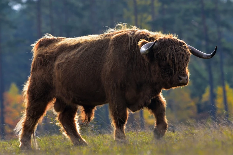 a brown cow standing on top of a lush green field, by Jesper Knudsen, pixabay contest winner, romanticism, backlit fur, hunting buffalo, scottish style, portrait of forest gog