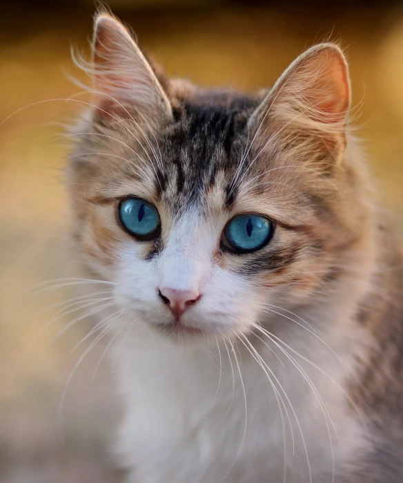 a close up of a cat with blue eyes, shutterstock, beautiful picture of stray, with a white muzzle, blue eyes and blond hair, microscopic cat