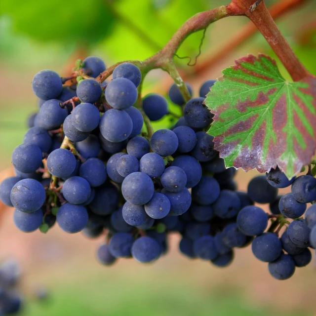 a bunch of blue grapes hanging from a vine, shutterstock, renaissance, purple and red colors, avatar image, rhode island, taken with a pentax k1000