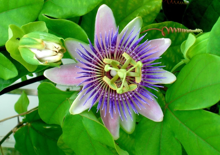 a close up of a flower on a plant, by Susan Heidi, flickr, hurufiyya, passion flower, purple and blue and green colors, taken in the late 2000s, beautiful flower