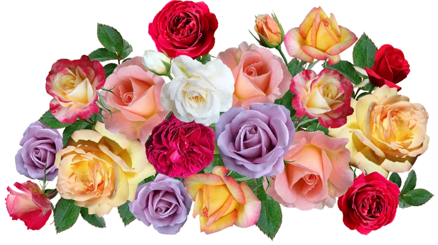 a bouquet of multicolored roses on a black background, a pastel, inspired by François Boquet, shutterstock, widescreen shot, center of picture, banner, hi resolution