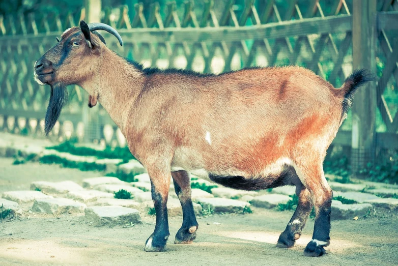 a goat that is standing in the dirt, a pastel, by Alexander Fedosav, shutterstock, sumatraism, real picture taken in zoo, taken in 1 9 9 7, side view of a gaunt, highly polished