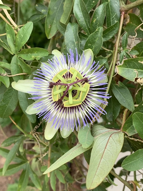 a close up of a flower on a plant, by Nancy Carline, hurufiyya, passion flower, green and blue, 🦩🪐🐞👩🏻🦳, ready to eat