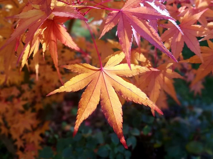 a close up of a leaf on a tree, a photo, by Richard Carline, japanese maples, warm coloured, autumnal empress, accurately portrayed