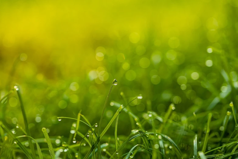 a close up of water droplets on grass, a macro photograph, minimalism, sunny park background, yellow glowing background, green meadows, photo taken with sony a7r camera