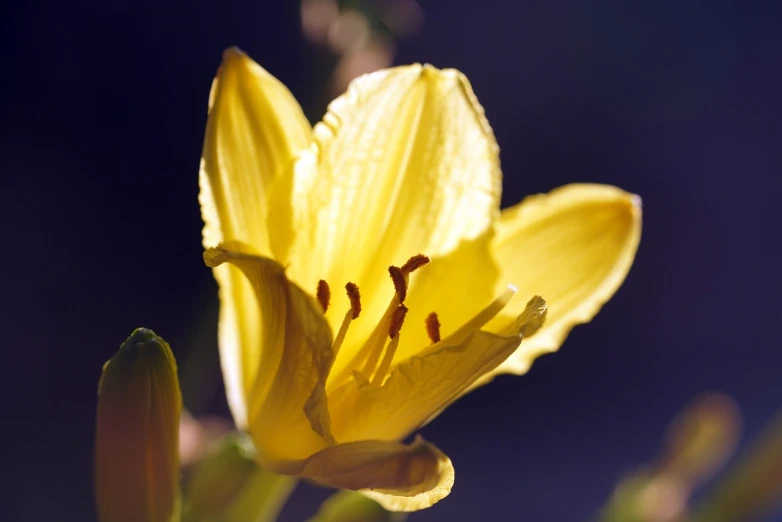 a close up of a yellow flower with water droplets, a macro photograph, lily flower, perfect crisp sunlight, mid shot photo