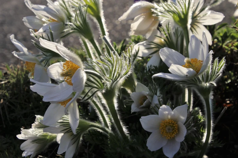 a group of white flowers sitting on top of a lush green field, by David Simpson, flickr, hurufiyya, anemones, winter sun, garis edelweiss, utah