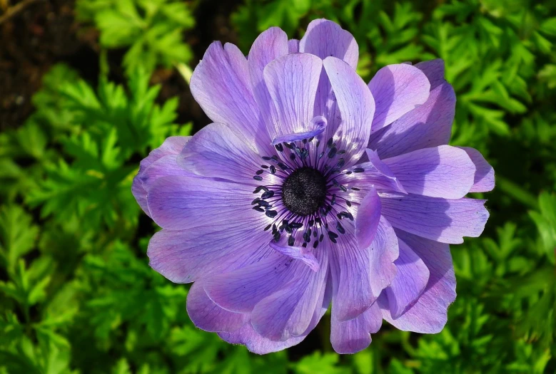 a purple flower sitting on top of a lush green field, flickr, hurufiyya, anemones, purple blue color scheme, beautiful flower, light purple