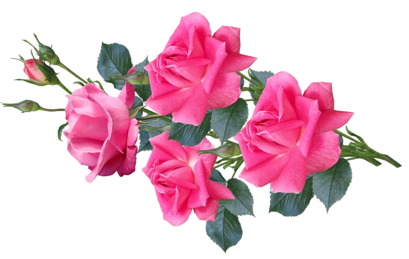 a bouquet of pink roses on a black background, a digital rendering, by Arnie Swekel, pixabay, 😃😀😄☺🙃😉😗, three fourths view, accurate detail, today\'s featured photograph 4k