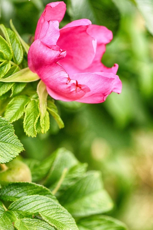 a close up of a pink flower with green leaves, by Adam Marczyński, romanticism, rose-brambles, warm spring, peony, photostock