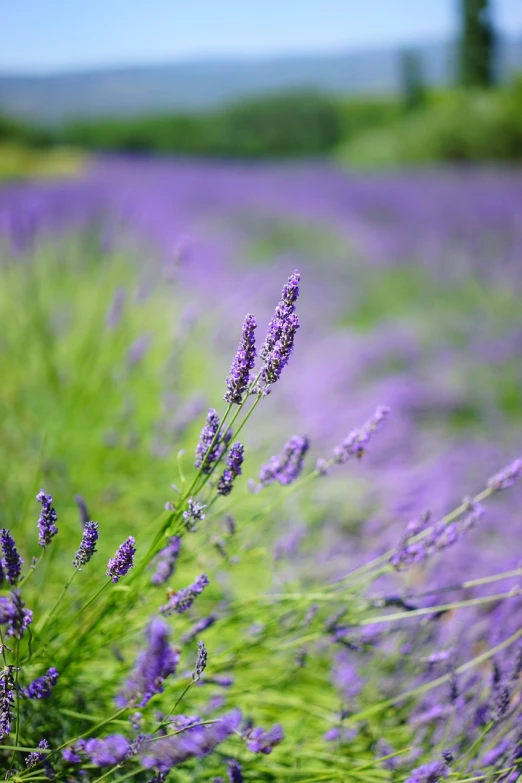 a bunch of purple flowers in a field, a picture, by Richard Carline, pexels, lavender fields in full bloom, depth of field 20mm, tones of blue and green, plant photography