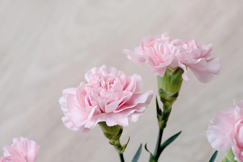 a group of pink carnations in a vase, miniature product photo, side view close up of a gaunt, perfect shape, flax