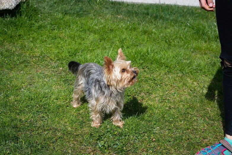 a small dog standing on top of a lush green field, a photo, bauhaus, yorkshire terrier, detailed zoom photo, in sunny weather, outdoor photo