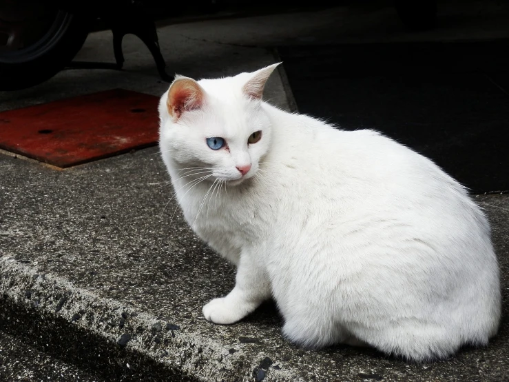 a white cat with blue eyes sitting on a curb, flickr, liquid cat, けもの, cat - like scarlet eyes, white prosthetic eyes