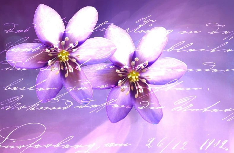 a couple of purple flowers sitting on top of a piece of paper, a picture, romanticism, computer wallpaper, flowing lettering, background image, wonderful details