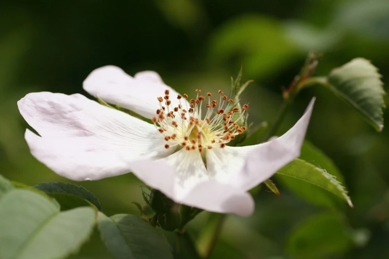 a close up of a white flower with green leaves, by Dave Allsop, flickr, rose-brambles, pink petals fly, thorns, local close up