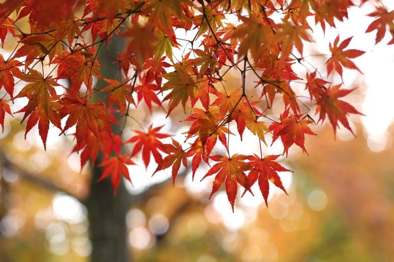 a close up of a tree with red leaves, a picture, by Nōami, pexels, shin hanga, maple trees with fall foliage, [ realistic photo ]!!, bokeh ), imari