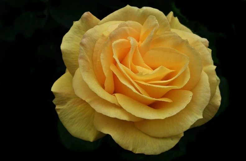 a close up of a yellow rose on a black background, a pastel, by Joy Garnett, flickr, pale orange colors, rose garden, yellow color scheme, single color