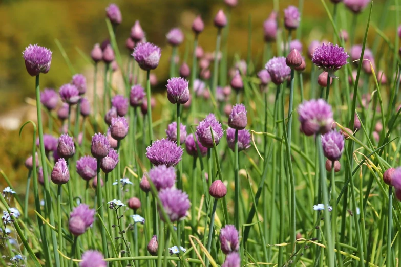 a bunch of purple flowers sitting on top of a lush green field, hurufiyya, surrounding onions, outdoor photo