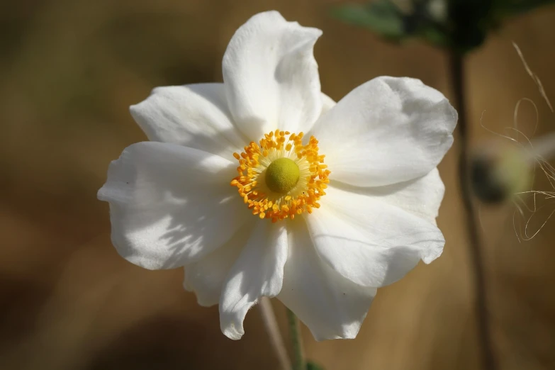 a close up of a white flower with a yellow center, inspired by Frederick Goodall, hurufiyya, anemone, beautiful flower, new mexico, glazed