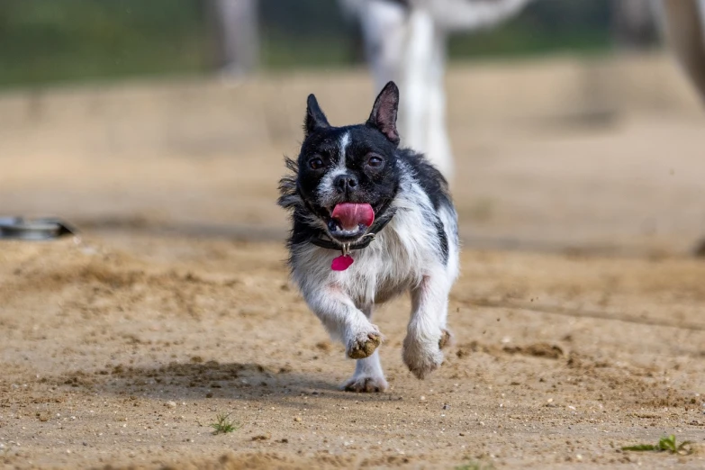 a black and white dog running across a dirt field, a portrait, shutterstock, racing, gremlin, fully functional, 2 0 2 2 photo