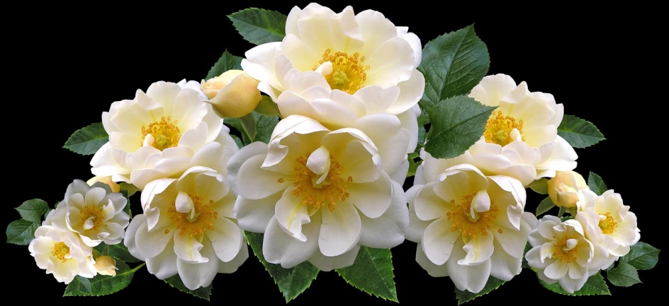 a bunch of white flowers with green leaves, a digital rendering, by Rhea Carmi, pixabay, yellow rose, large rose flower head, banner, shades of gold display naturally