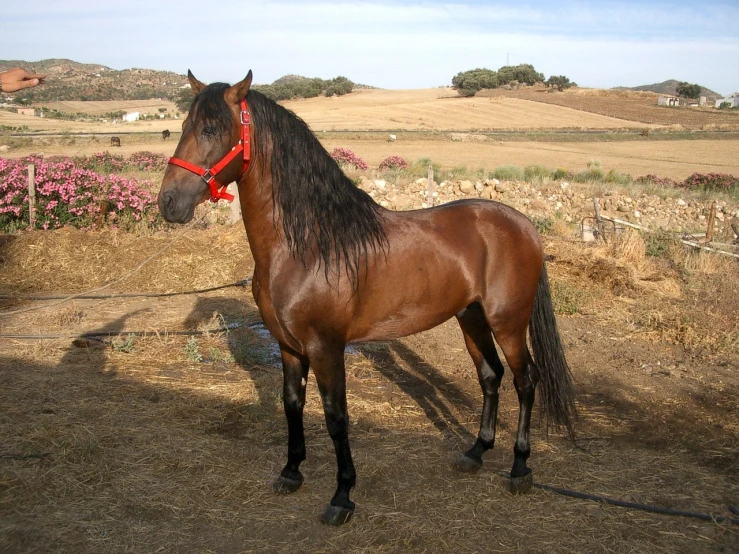 a brown horse standing on top of a dirt field, a picture, flickr, arabesque, traditional corsican, red waist-long hair, front view 2 0 0 0, style of carrivagio