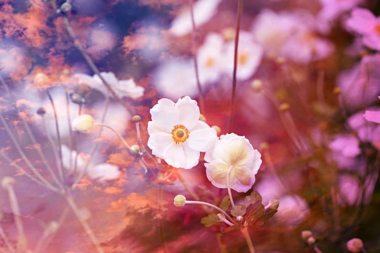 a group of white flowers sitting on top of a lush green field, a picture, by Tadashige Ono, romanticism, pink reflections, anemone, soft red tone colors, with fractal sunlight