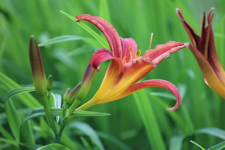 a close up of a flower in a field, a picture, by David Garner, lilies, warm and vibrant colors, graceful curves, beautiful flower