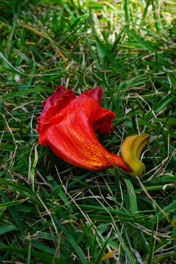 a red flower sitting on top of a lush green field, by Robert Brackman, flickr, renaissance, exotic lily ears, lying on the grass, gourd, phone photo