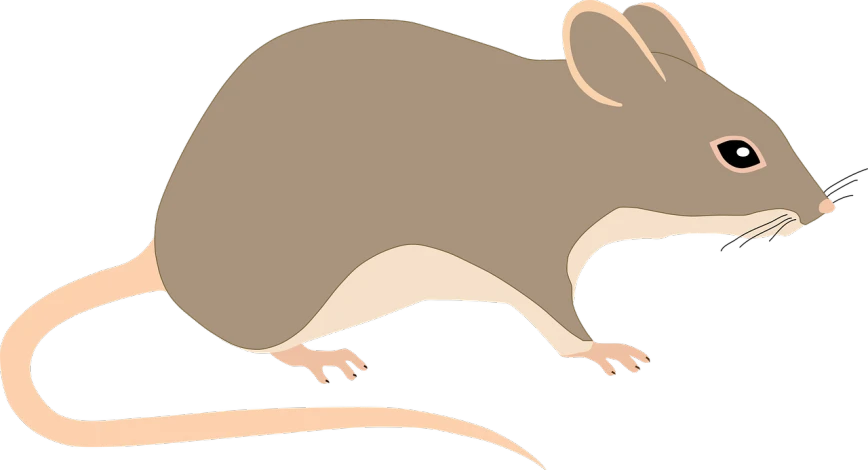 a close up of a mouse on a black background, an illustration of, by Maxwell Bates, trending on pixabay, mingei, flat color and line, brown tail, loosely cropped, clean cel shaded vector art