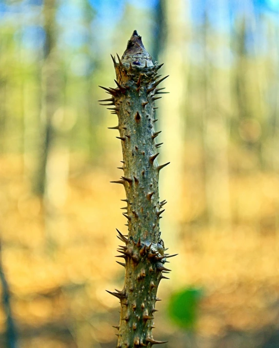 a close up of a spiky plant in a forest, dead tree forest, stick poke, long sharp teeth, close-up shot from behind