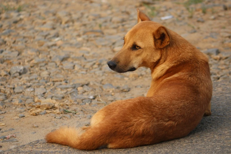 a dog that is laying down on the ground, shutterstock, sumatraism, on an indian street, side profile shot, smooth golden skin, wallpaper - 1 0 2 4